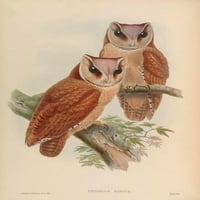 Ázsia madarai Bay Owl Poszter Nyomtatás J & E Gould