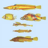 Ritka trópusi halak Kelet-Indiában, az Indiai-óceánon, Ceylonban és Indonéziában Poszter Nyomtatás Louis Renard