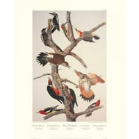 Audubon, John James Fekete Modern Keretes Múzeum Művészeti Nyomtatás Címmel-Szőrös Harkály