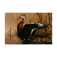 Védjegy Szépművészet 'Black Bellied Duck' vászon művészete: Wilhelm Goebel