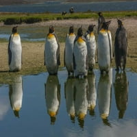 Kelet-Falkland királypingvinek tükröződnek a vízben Cathy-Gordon Illg